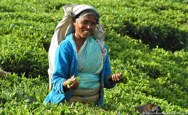 Cueillette du thé au Sri Lanka