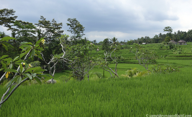 Les frangipaniers se perdent au coeur des rizieres en terrasses, Bali